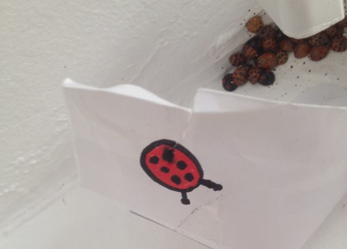 51122982_10156680626735469_4470865237771288576_n