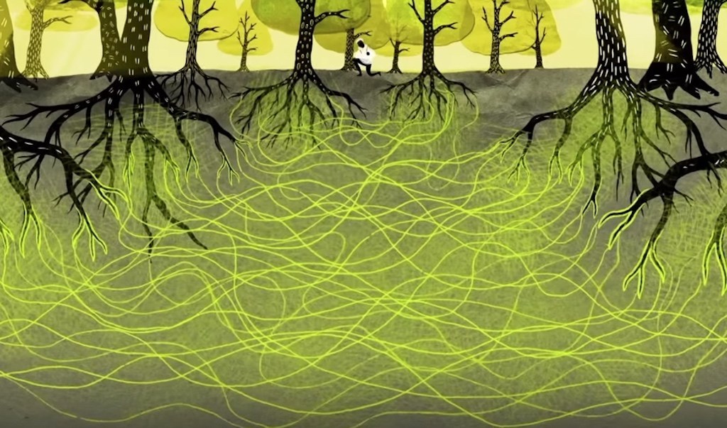 network-mycorrhizal-fungi-trees-forest-communication